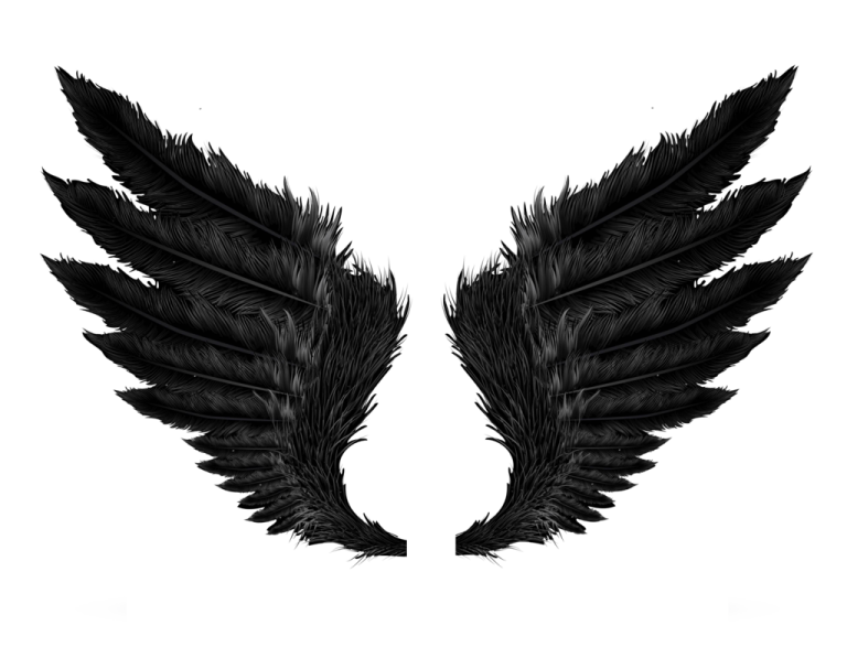 two black feathers on a white background
