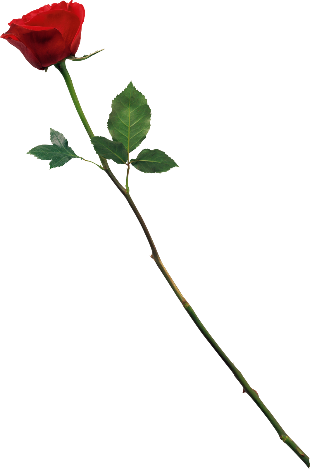a single red rose on a white background