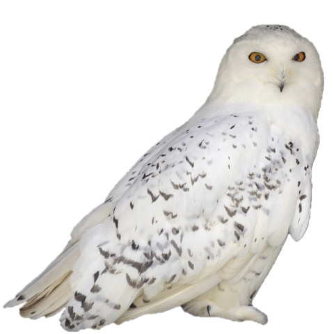 a snowy owl perched on a white background