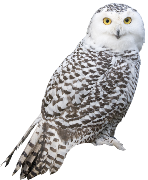 a white and brown owl with yellow eyes