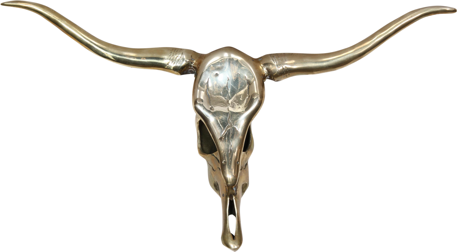 a bull skull on a white background