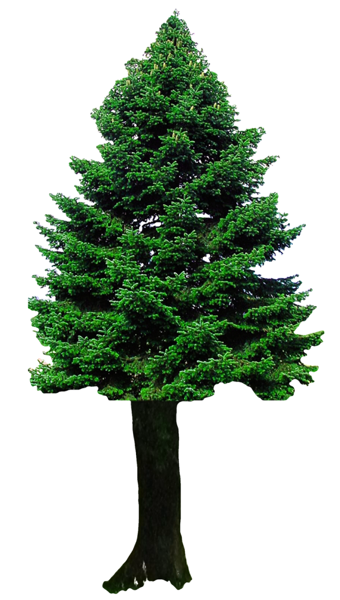 a pine tree on a white background
