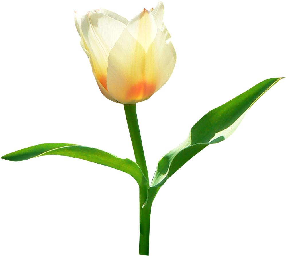 a single white flower on a white background