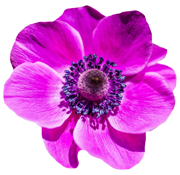 a pink flower on a white background