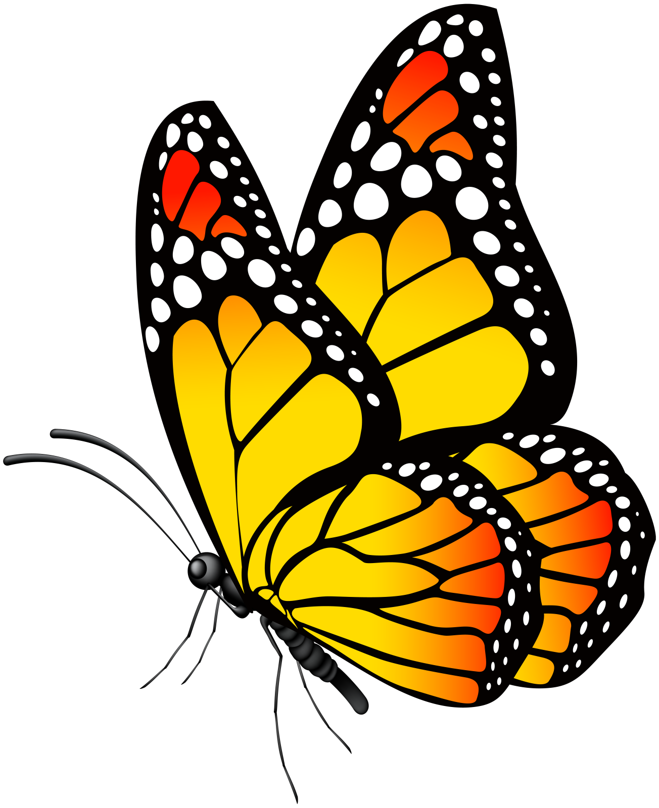 a butterfly with orange and white spots