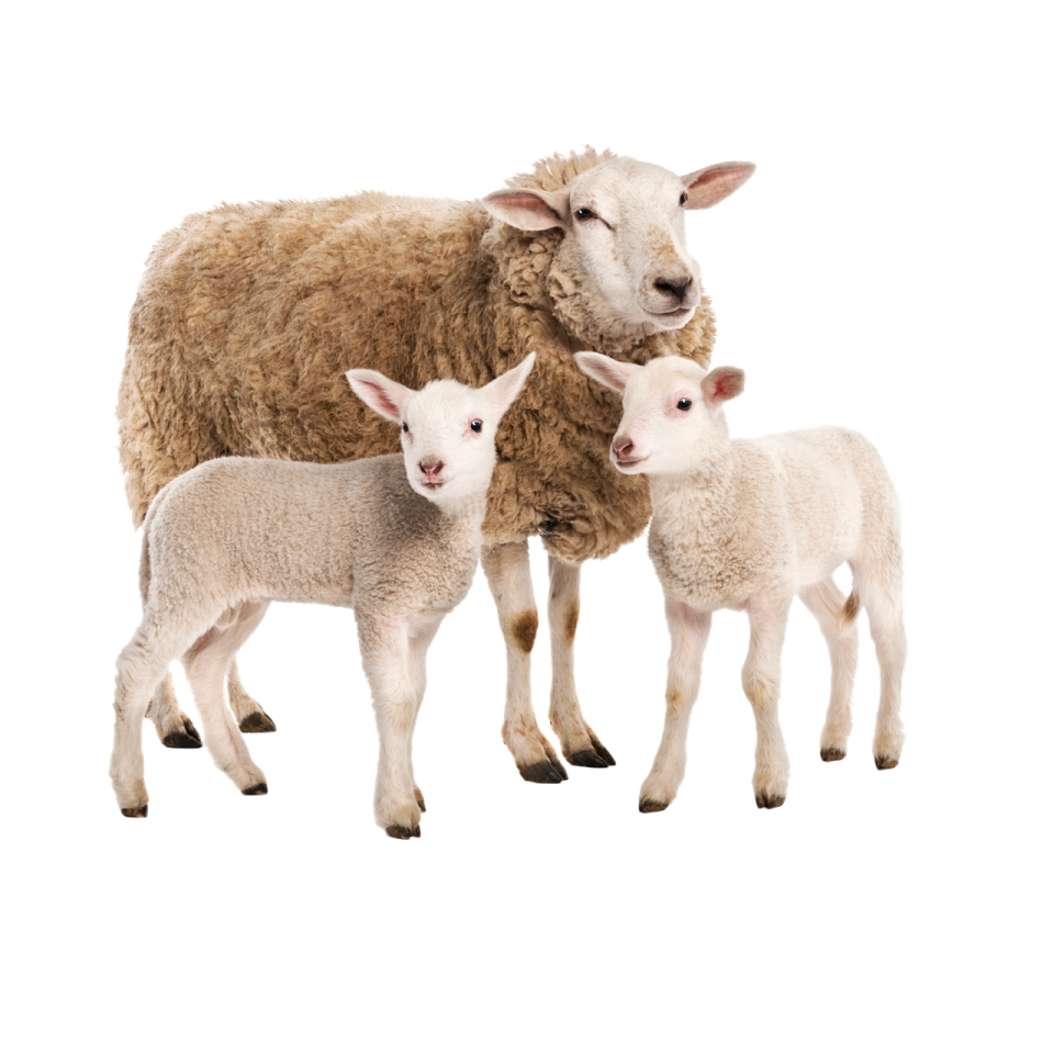 two lambs standing next to each other sheep