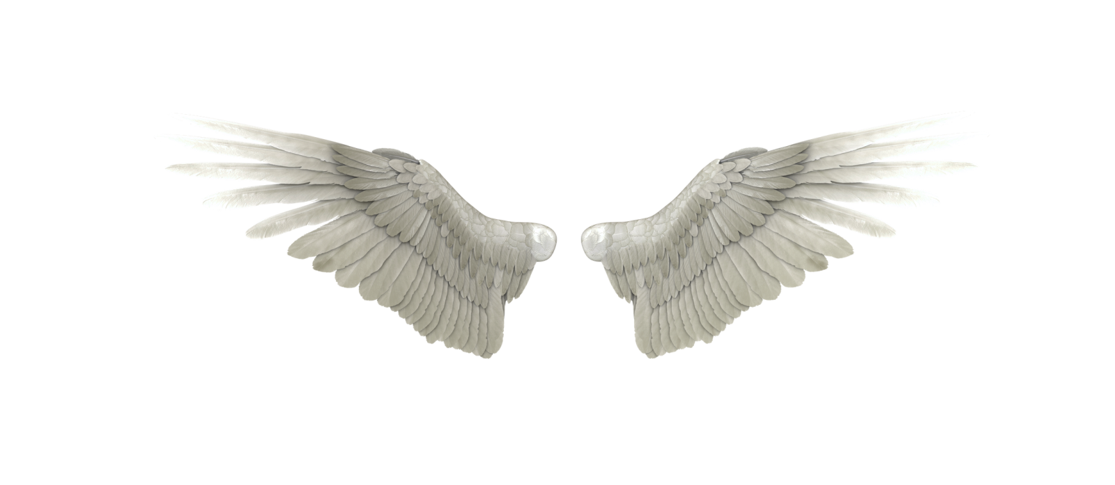 a pair of white wings on a white background