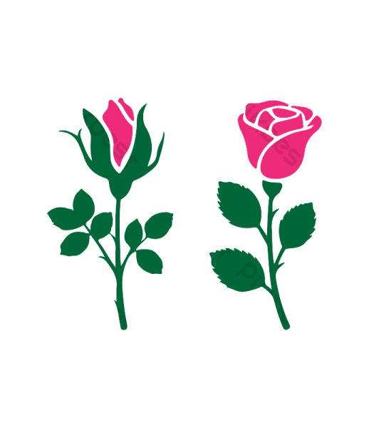 two pink roses on a white background