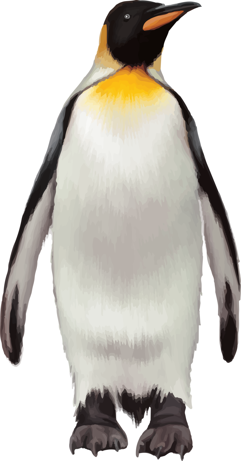 an illustration of a penguin