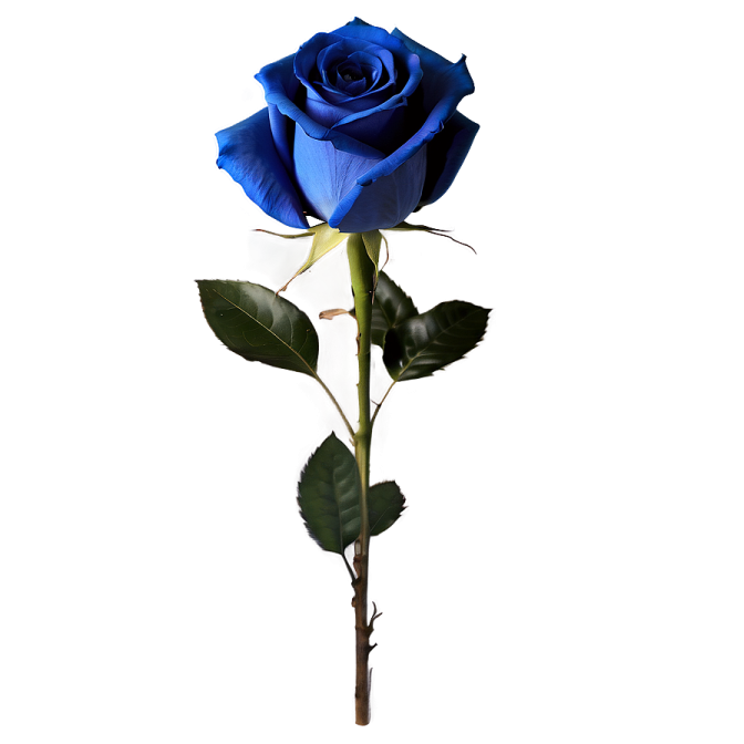 a single blue rose on a white background