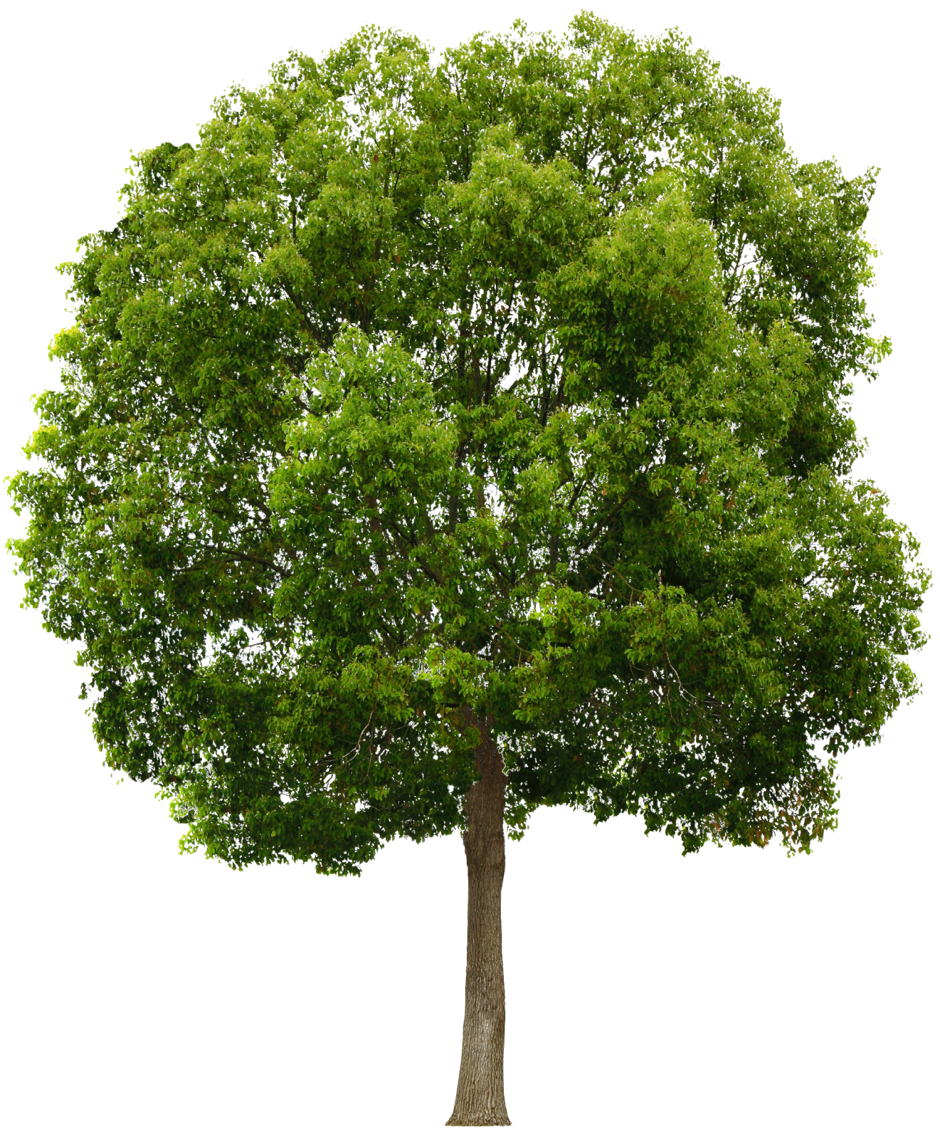 a tree with green leaves on it