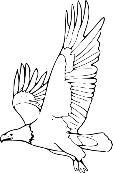 a black and white bird flying in the sky