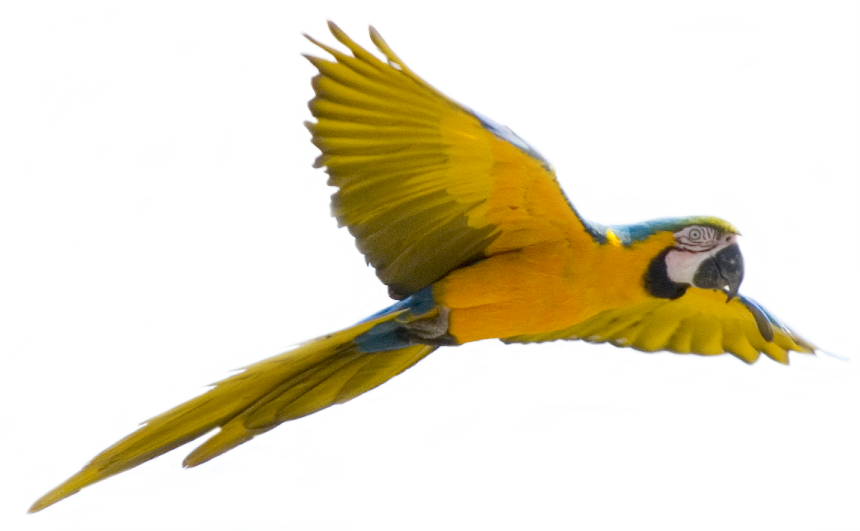 a yellow and blue parrot flying through the air