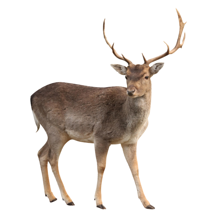 a deer standing in front of a white background