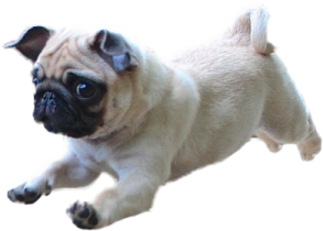 a small dog is running on a white surface