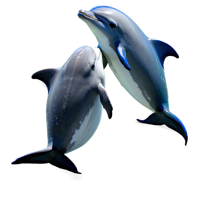 two dolphins are swimming in the water