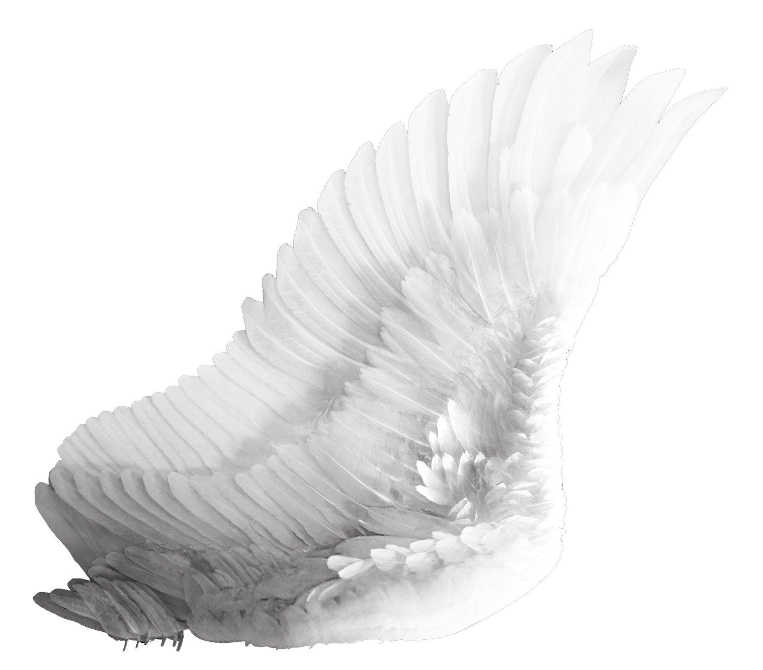 a black and white feather flying in the air