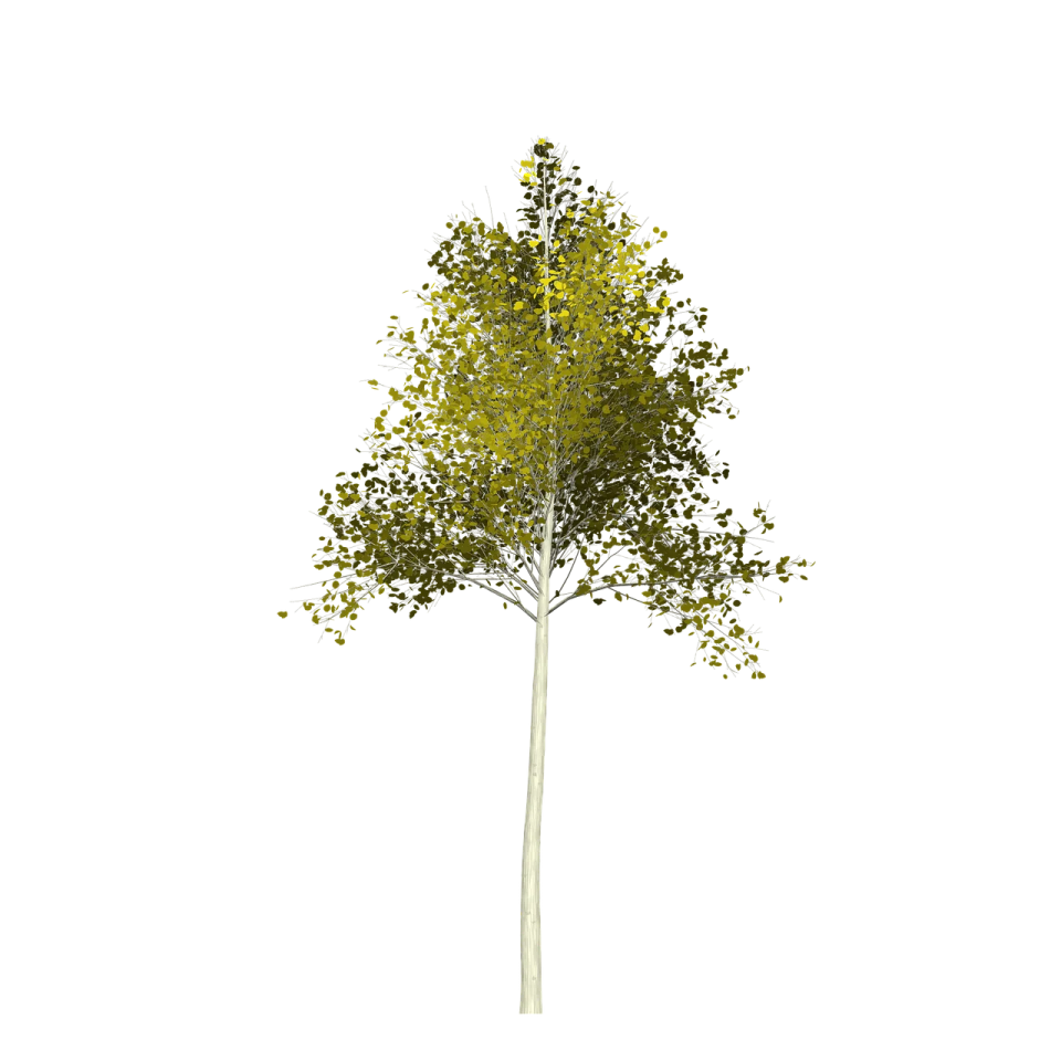 a tree with green leaves on it