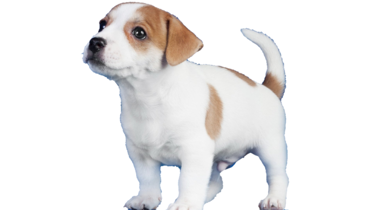 a small dog standing on top of a white surface