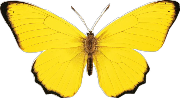 a yellow butterfly on a white background