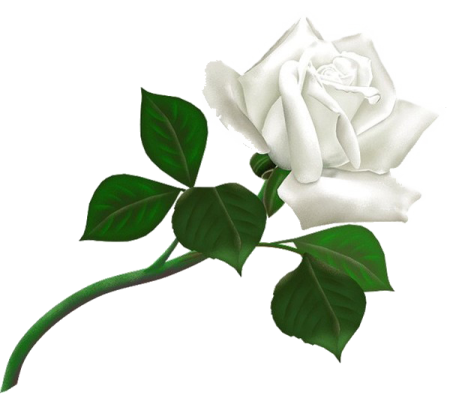 a white rose with green leaves on it