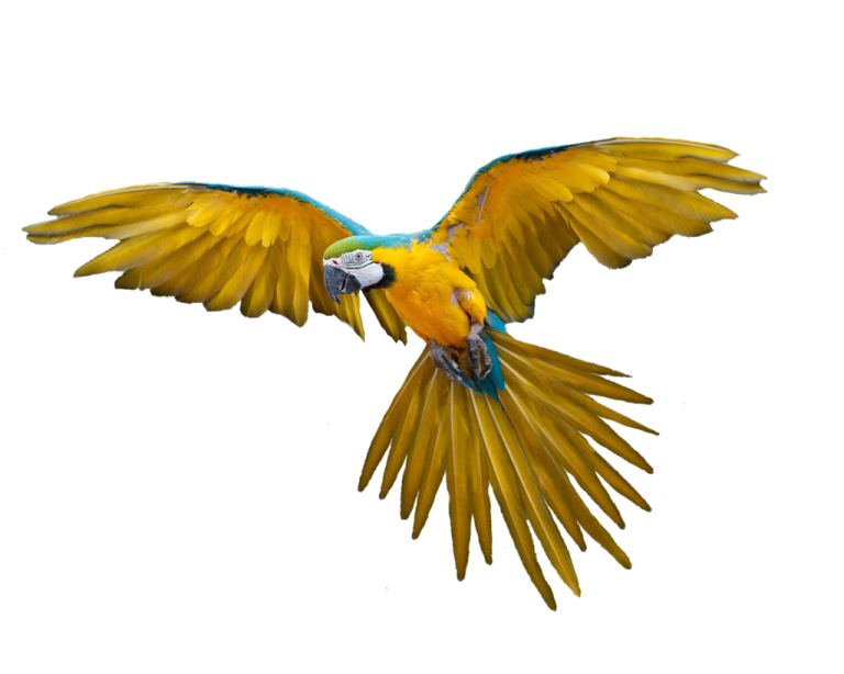 a yellow and blue parrot flying in the air