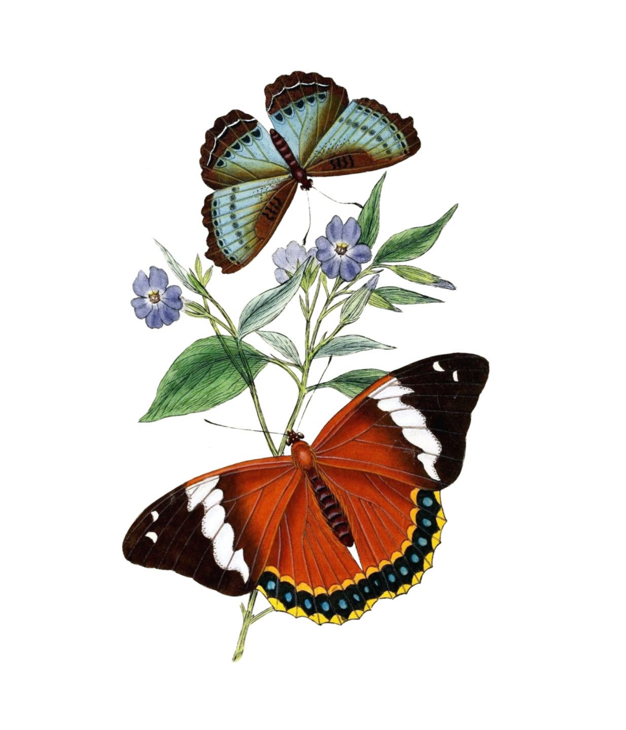 a painting of two butterflies on a flower