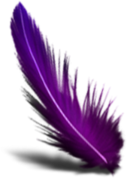 a purple feather on a white background