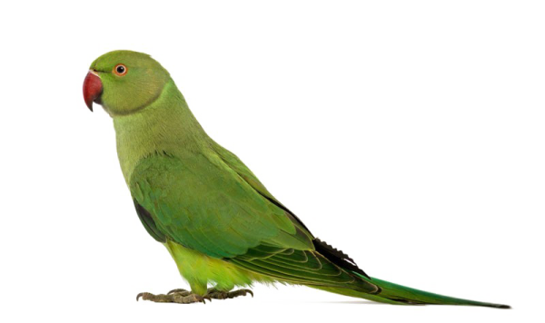a green parrot sitting on top of a white surface