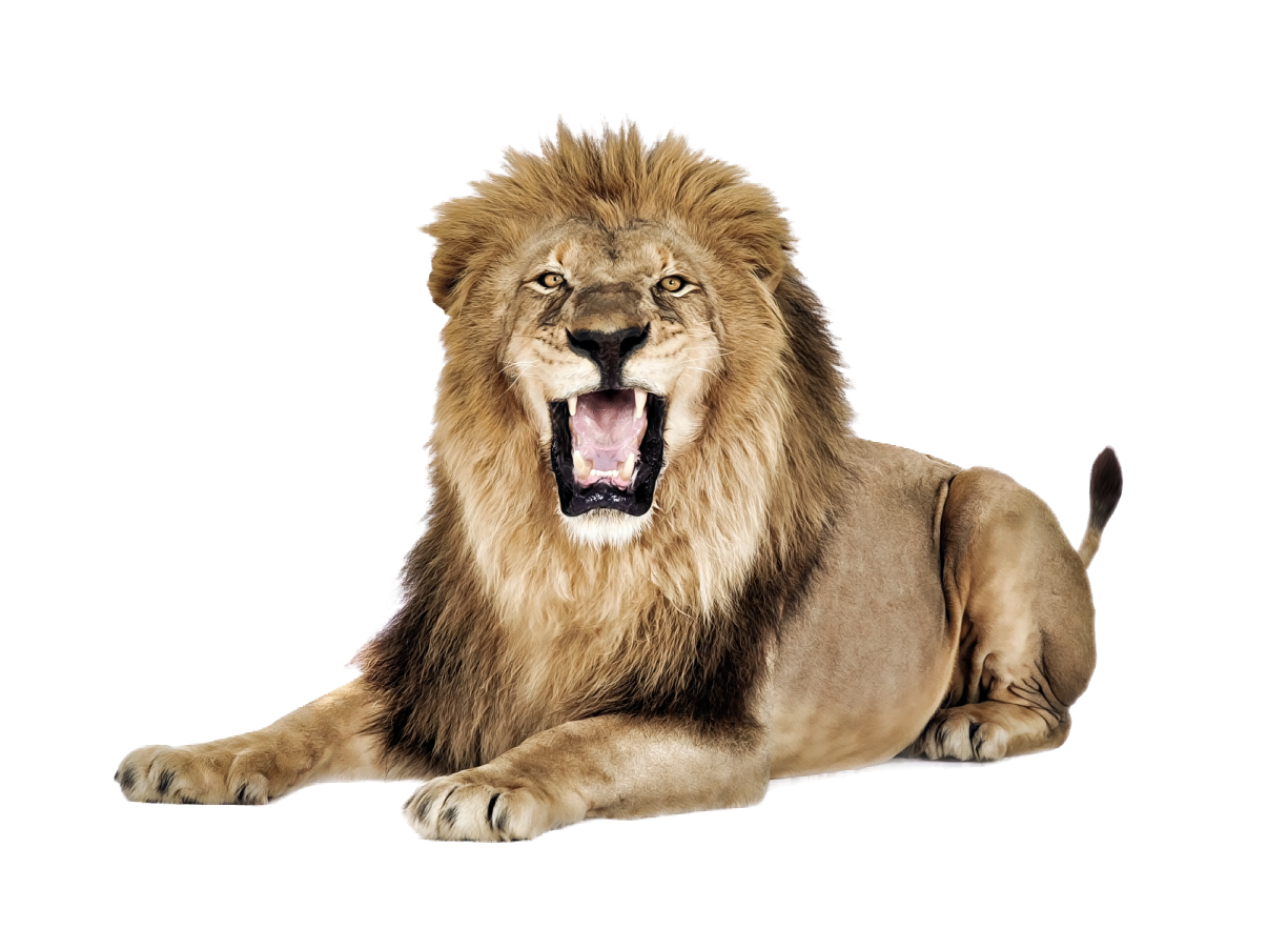 the lion is laying down