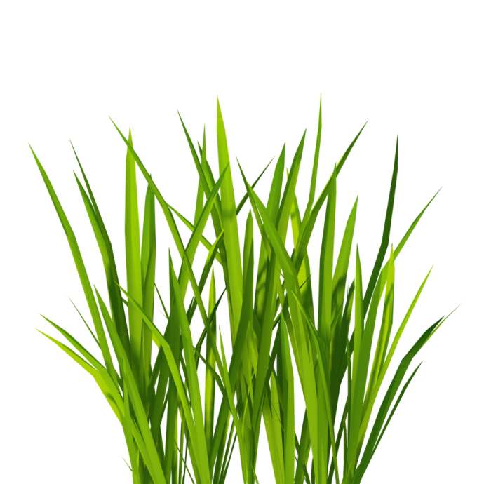 a plant with green grass growing in it