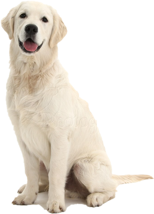a white dog sitting down with its tongue out