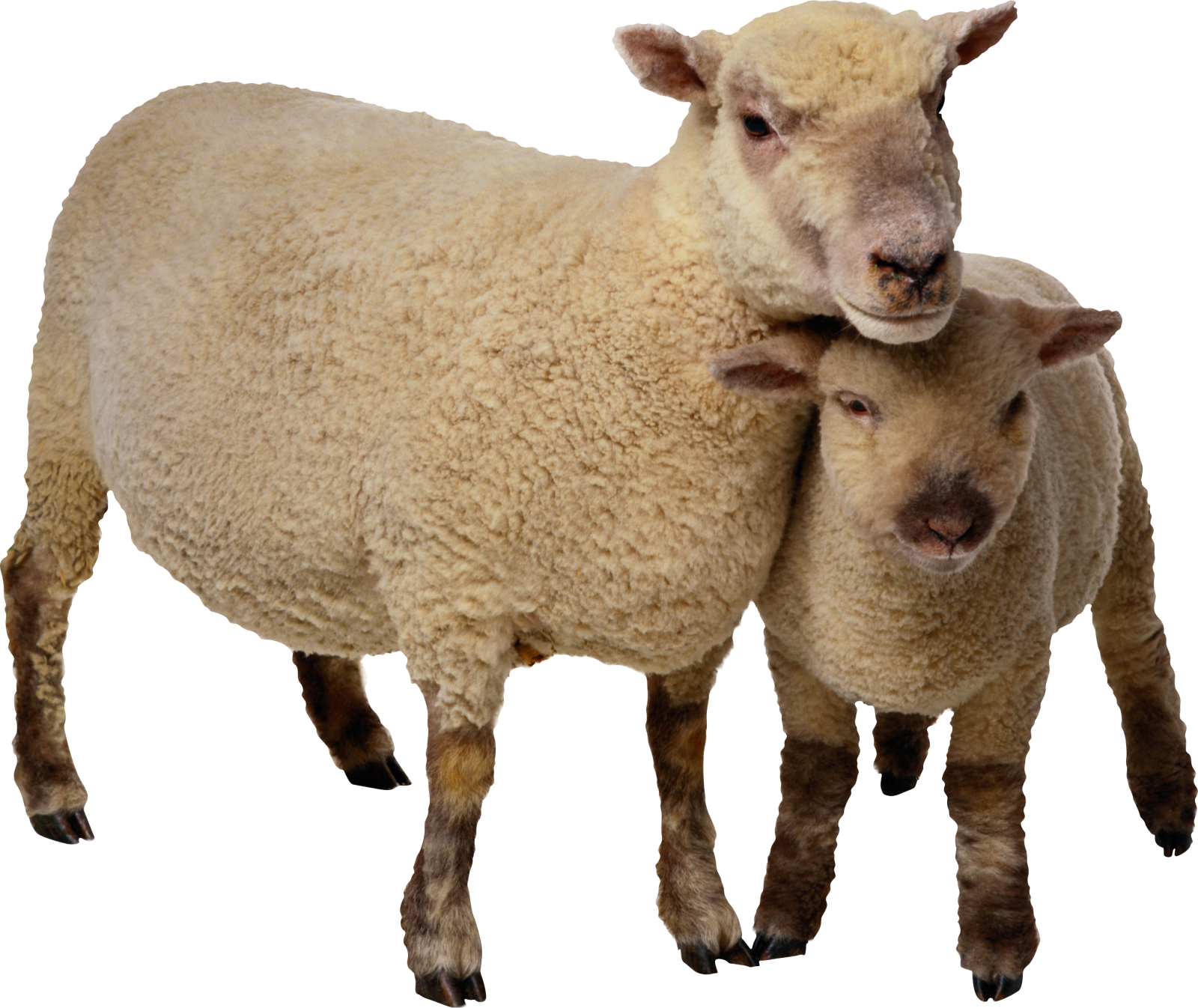 two sheep standing next to each other sheep