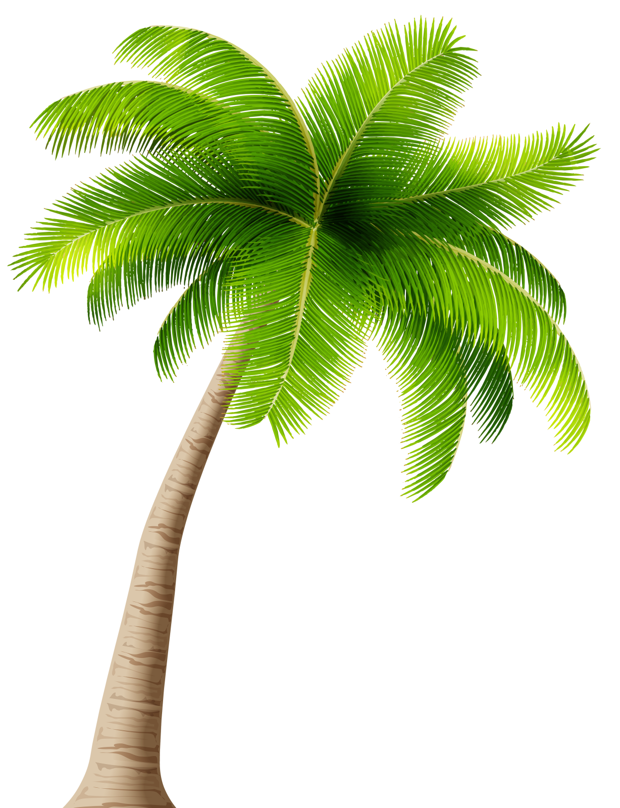 a palm tree on a white background