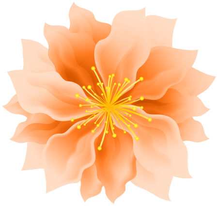 an orange flower on a white background