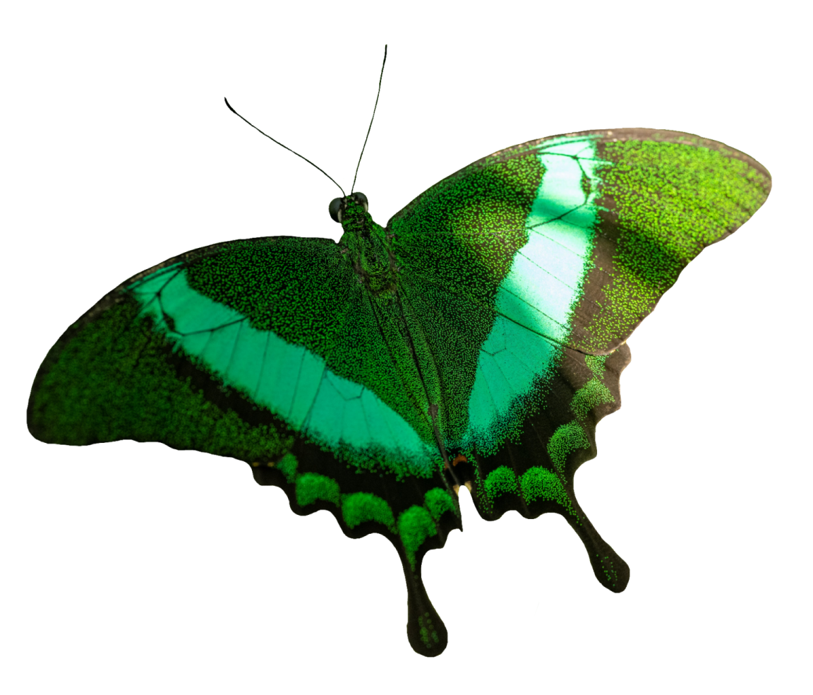 a green butterfly on a white background