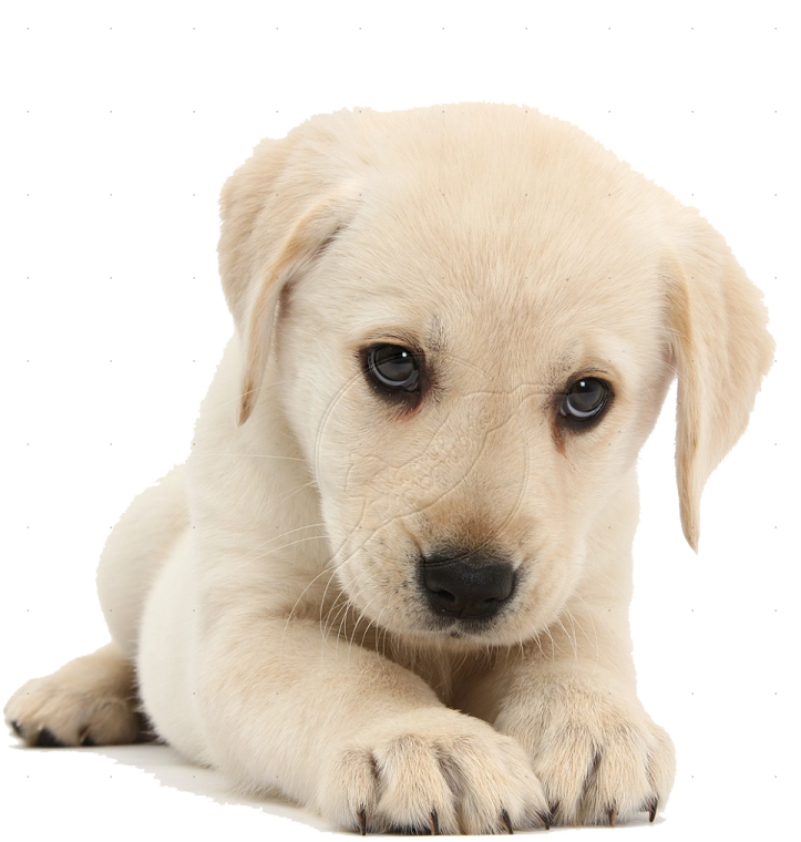 a puppy puppy looking at the camera