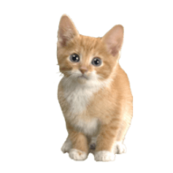 a small kitten sitting on top of a white surface