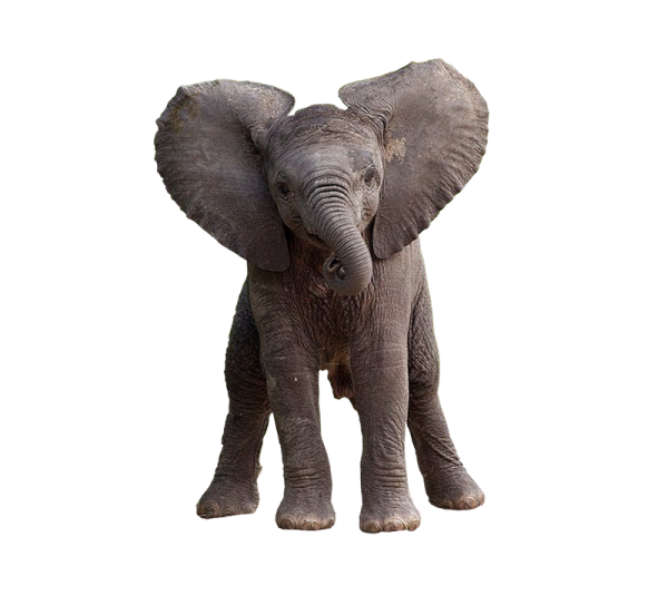 an elephant standing in front of a white background