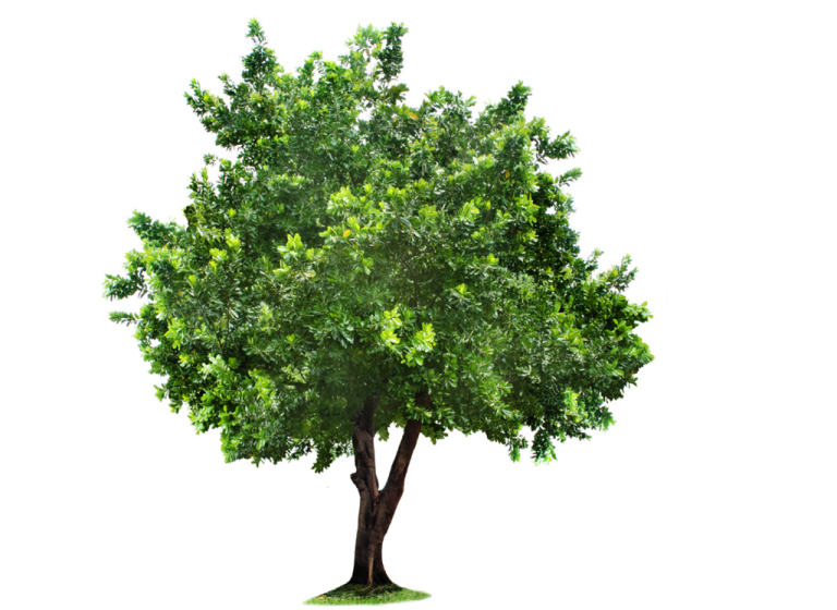 a green tree on a white background