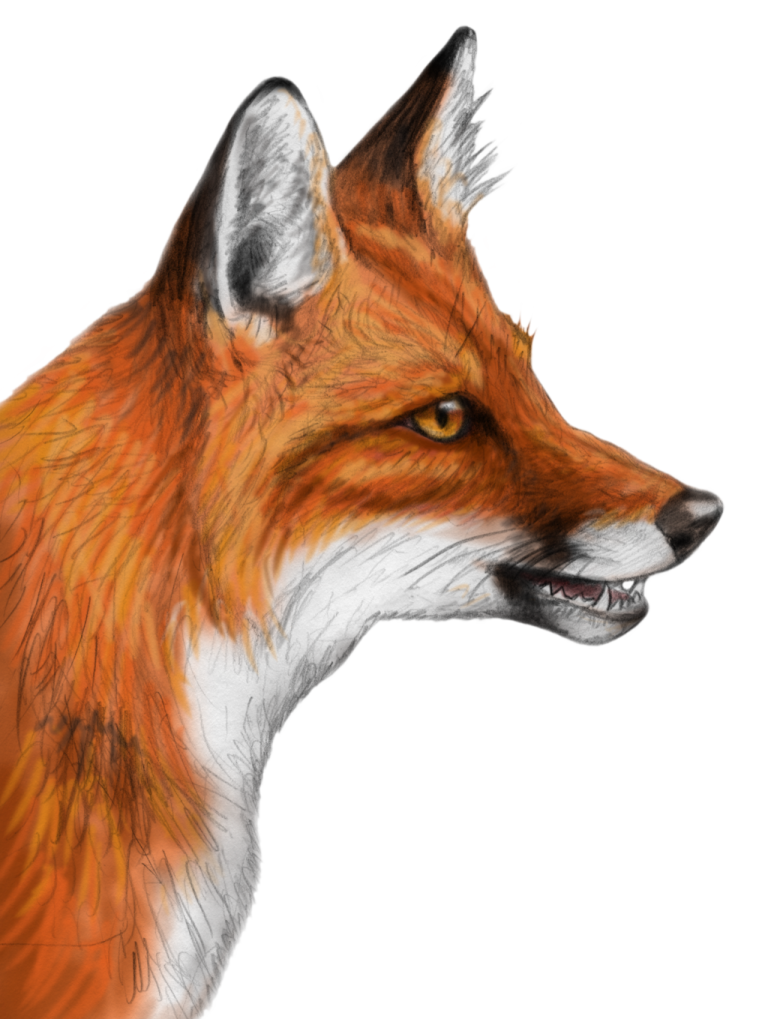 a drawing of a fox's head