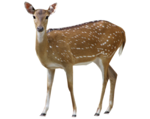a small deer standing in front of a white background