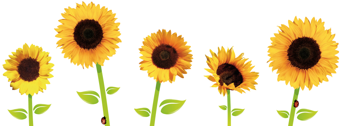 a row of sunflowers