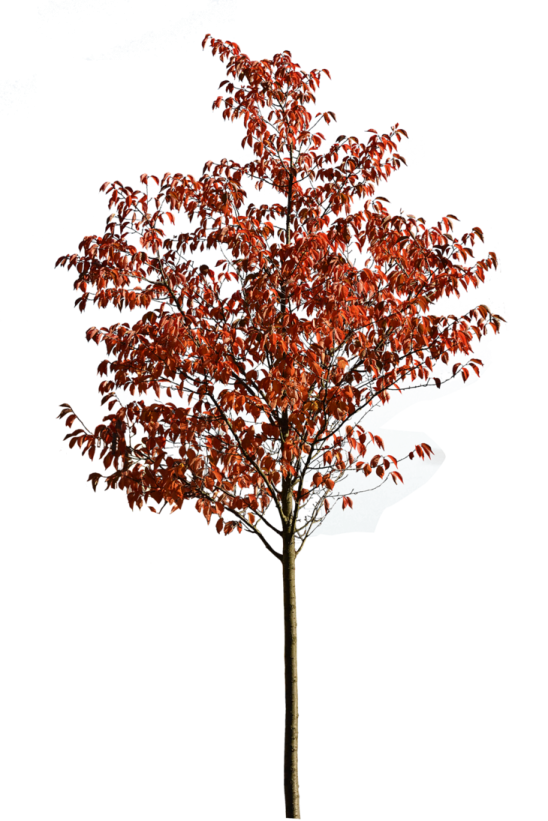 a tree with red leaves on it