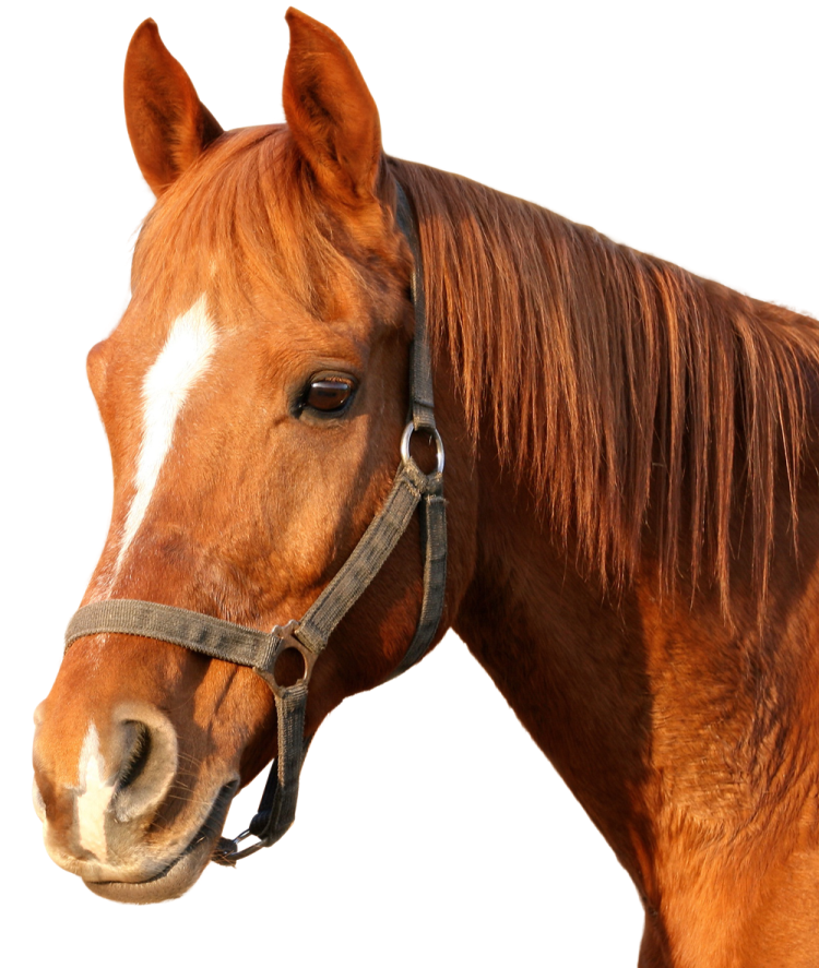 a close up of a horse's head