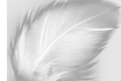 a white feather on a black and white background