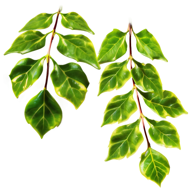two green leaves on a white background