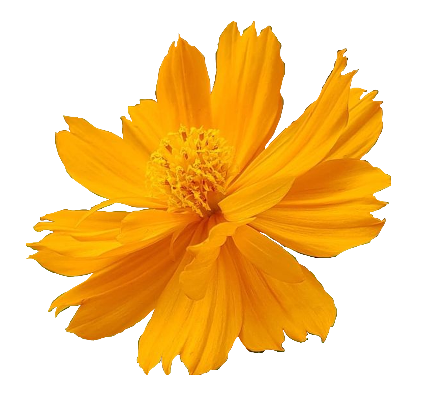 a yellow flower on a white background