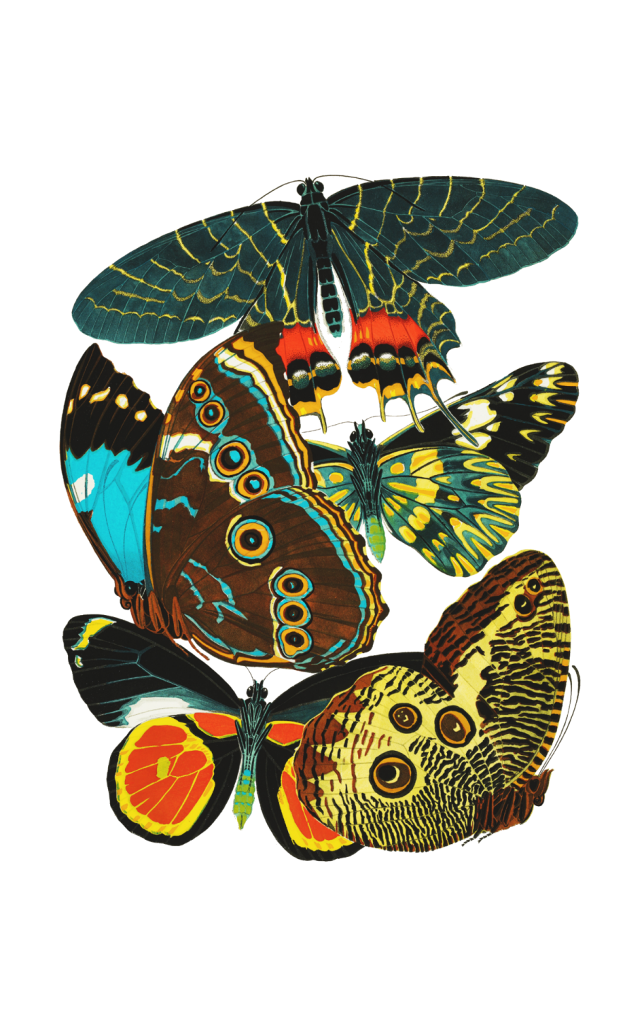a group of butterflies on white background