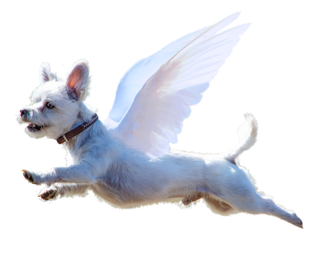 a small white dog flying through the air